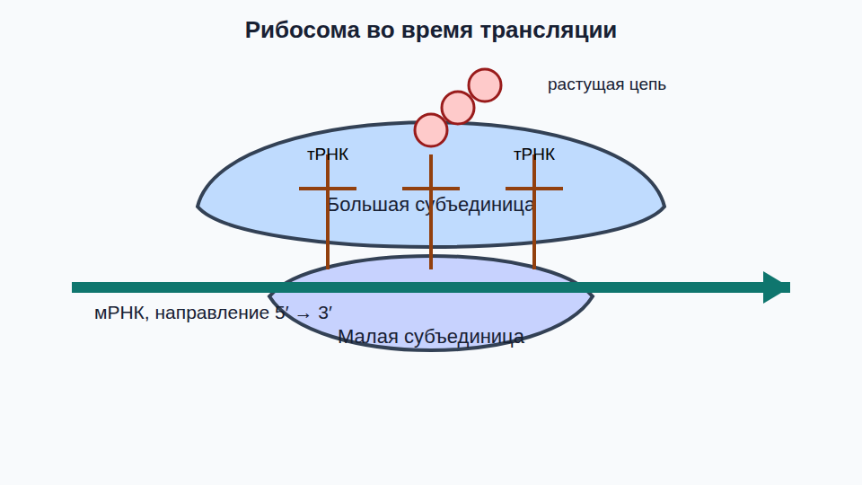 Схема: большая субъединица расположена над малой; между ними слева направо проходит мРНК; три тРНК входят в рибосому, к средней присоединена растущая цепь аминокислот.